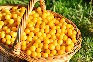 basket with yellow plums
