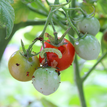 トマトを食い荒らす害虫 (タバコガの幼虫)