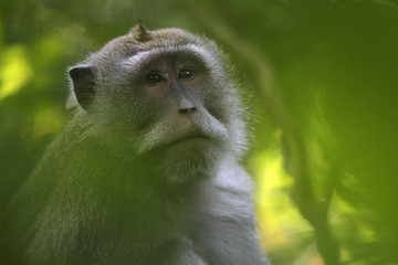 Javaneraffe sitzt im Baum