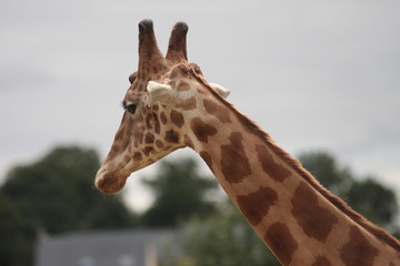 girafes
