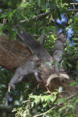 Javaneraffen klettern im Baum