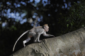 Javaneraffe klettert im Baum