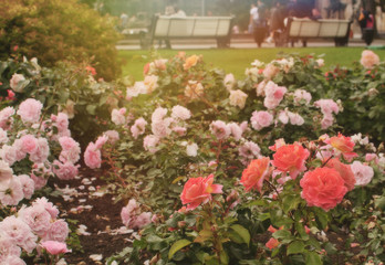 Fototapeta na wymiar roses in the autumn park 