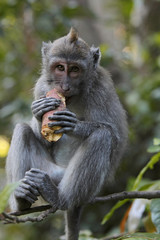 Javaneraffe bei der Nahrungsaufnahme