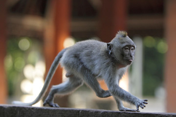 Javeraffe an der Tempelanlage