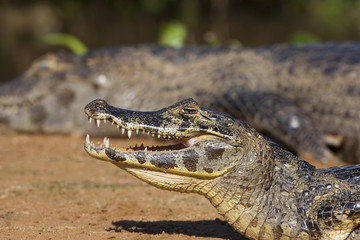 Brillenkaiman wärmt sich auf