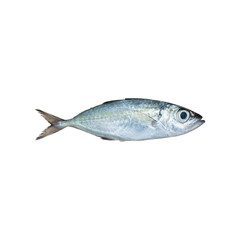 Selar crumenophthalmus ,Bigeye scad ,fish isolated on white back