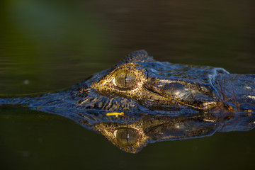 Brillenkaiman schwimmt im Fluß