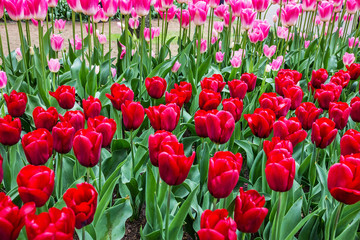 Red tulips park Keukenhof - flower garden, Holland