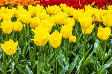 Yellow tulips in flower park Keukenhof, Holland, Netherlands