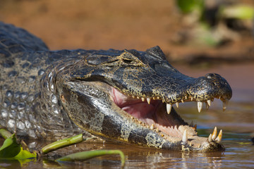 Brillenkaiman geht in den Fluß