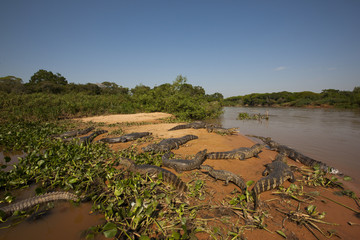 Brillenkaimane auf einer Sandbank
