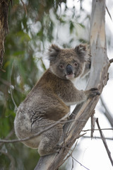 Koala klettert im Baum