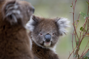 Koala auf Nahrungssuche
