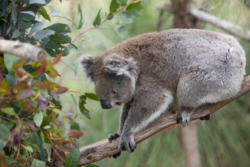 Koala auf Nahrungssuche