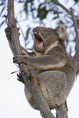 Koala gähnt