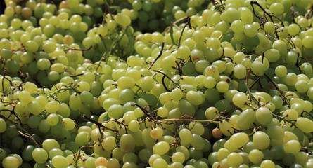 white grapes background