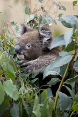 Koala ist Eukalyptusblätter