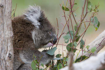 Koala ist Eukalyptusblätter