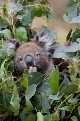 Koala ist Eukalyptusblätter