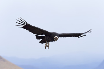 Andenkondor im Anflug