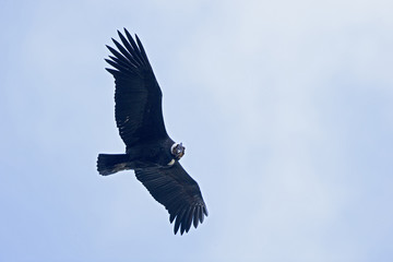 Andenkondor im Flug