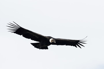 Andenkondor im Flug