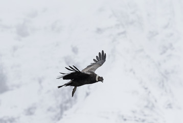 Andenkondor über den Bergen