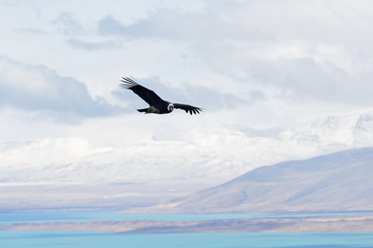 Andenkondor im Flug