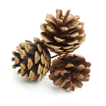 Three pine cones isolated on a white background.
