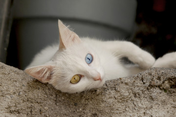 White Cat