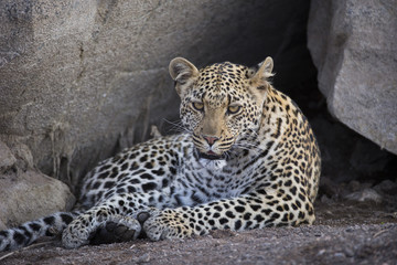Leopardin ruht sich
