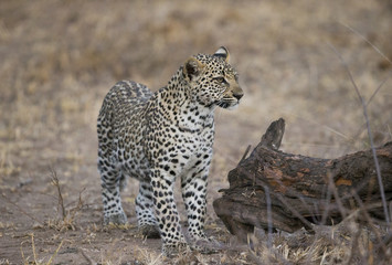 Leopardin wittert Beute