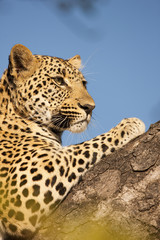 Leopard späht nach Beute