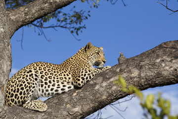 Naklejka premium Leopard auf einem Baum