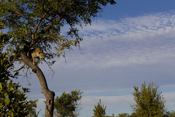 Leopard auf der Jagd