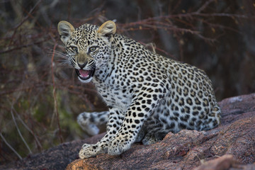 Junger Leopard faucht
