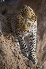 Leopard auf der Jagd