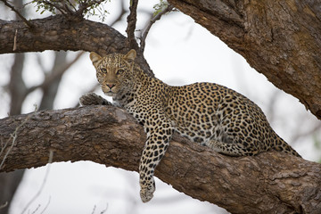 Fototapeta na wymiar Leopard auf einem Baum