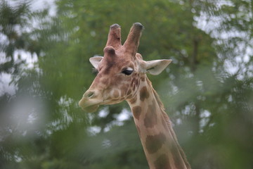 girafes