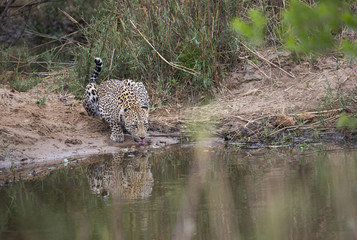 Leopard trinkt am Wasserloch