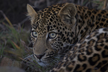 Fototapeta na wymiar Junger Leopard ruht sich aus