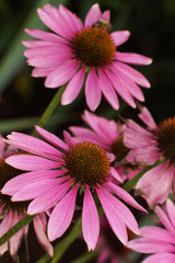 Obraz premium Black-headed Gull