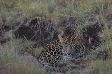 Junger Leopard duckt sich