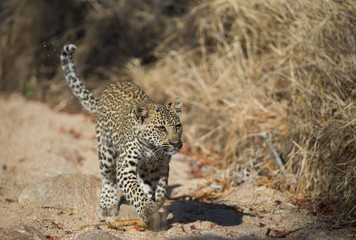Junger Leopard rennt zur Mutter