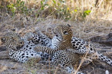 Junger Leopard spielt mit der Mutter