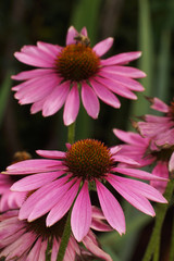 African Daisy, African Cape Marigold, Dimorphotheca aurantiaca