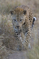 Leopard auf Beutezug