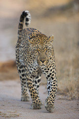 Leopard auf Beutezug