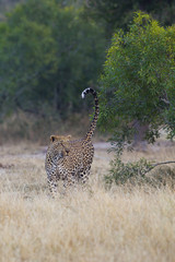 Leopard markiert sein Revier